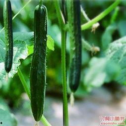 意大利日常吃瓜,日常饮食中的趣味与智慧