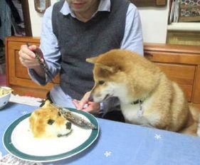 狗头君吃瓜观众