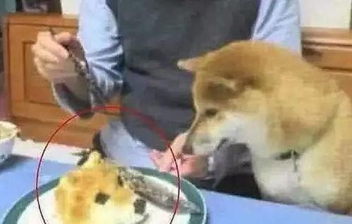 狗头君吃瓜观众