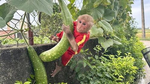 猴子吃葫芦瓜,自然界的智慧食趣