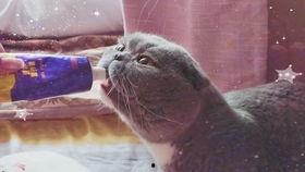 带你吃瓜虾猫,一场趣味横生的美食之旅