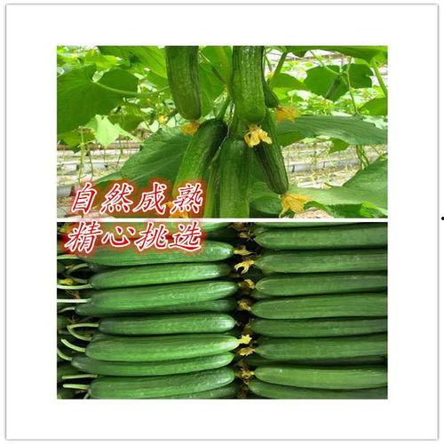 素菜小瓜怎么吃,健康美味的家常菜谱