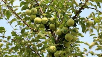 农村吃瓜事件盘点,揭秘乡村生活百态与网络舆论风暴