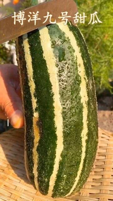 瓜吃熟了好吃吗,探索熟透瓜果的独特风味