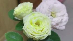 吃瓜小兔图片,揭秘瓜界萌宠的趣味生活