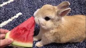 吃瓜小兔图片,揭秘瓜界萌宠的趣味生活