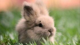 吃瓜小兔图片,揭秘瓜界萌宠的趣味生活