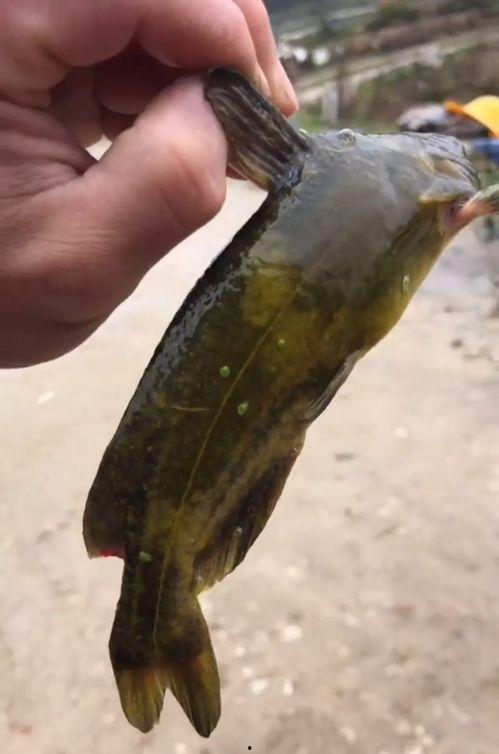 天使鱼吃小瓜虫,揭秘水族箱中的生态平衡