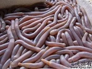 天使鱼吃小瓜虫,揭秘水族箱中的生态平衡