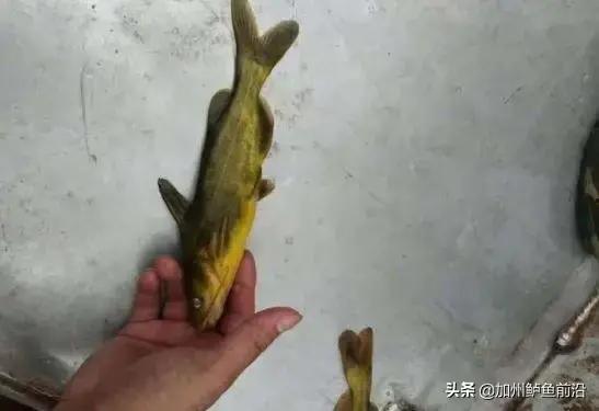 天使鱼吃小瓜虫,揭秘水族箱中的生态平衡