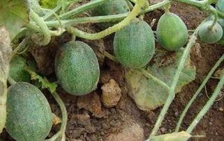 不归吃瓜,揭秘娱乐圈背后的秘密与真相