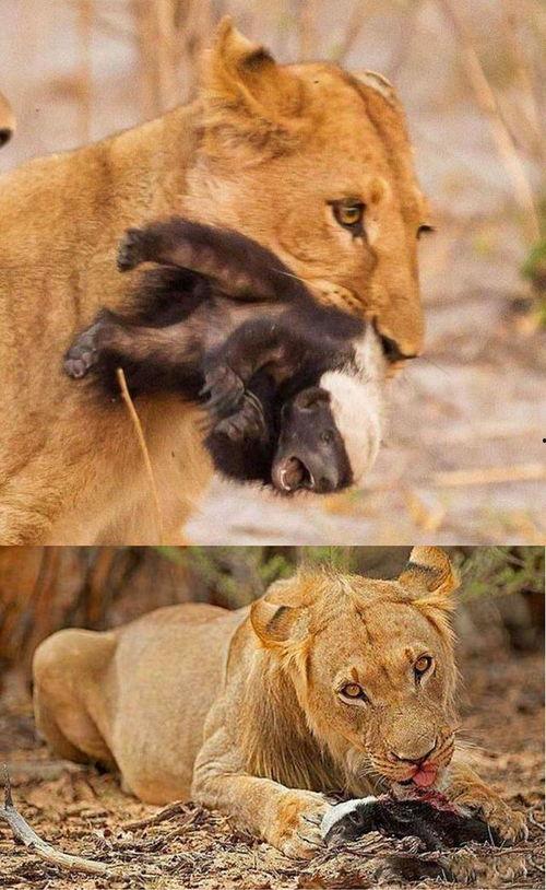 吃瓜系统修仙动物,动物世界奇遇记