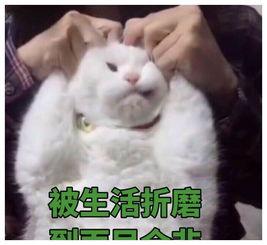 吃瓜系统修仙动物,动物世界奇遇记