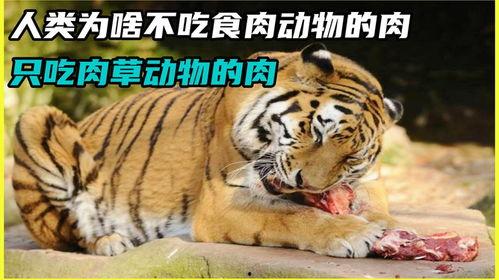 吃瓜系统修仙动物,动物世界奇遇记