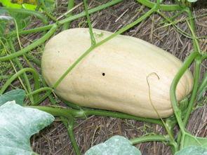 冬瓜吃瓜视频,趣味横生的瓜界奇遇记