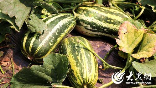 兰陵县吃瓜视频,揭秘当地特色美食与风土人情