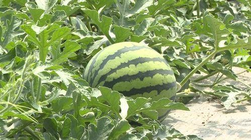 兰陵县吃瓜视频,揭秘当地特色美食与风土人情