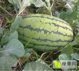 兰陵县吃瓜视频,揭秘当地特色美食与风土人情