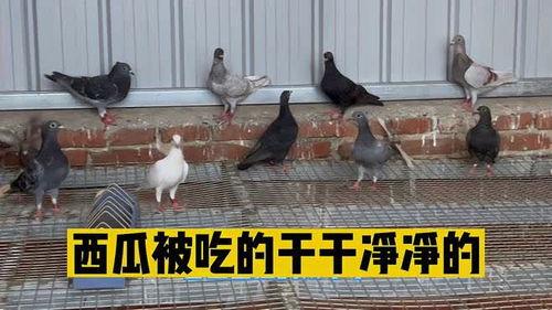 鸽子吃瓜吗,吃瓜界的异类，揭秘它们的饮食习惯