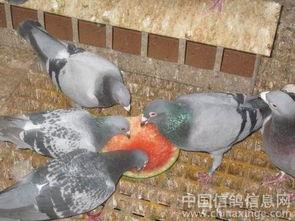 鸽子吃瓜吗,吃瓜界的异类，揭秘它们的饮食习惯