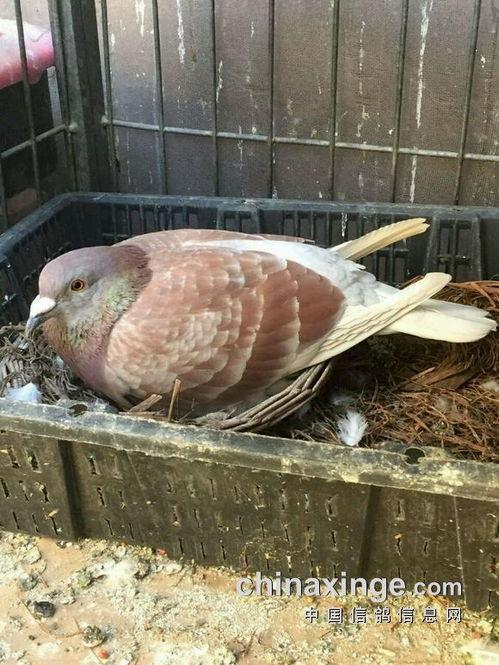 鸽子吃瓜吗,吃瓜界的异类，揭秘它们的饮食习惯