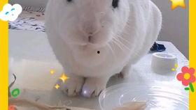 怎样吃兔子瓜,兔子瓜的独特食用方法揭秘