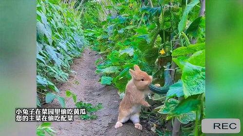 怎样吃兔子瓜,兔子瓜的独特食用方法揭秘