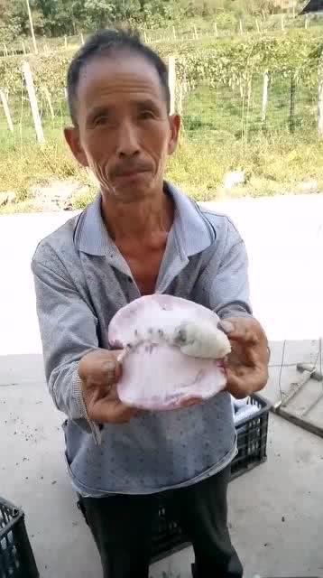 大叔吃的瓜很甜,大叔的甜蜜瓜果生活