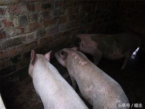 大猪吃瓜,揭秘动物界的趣味食趣