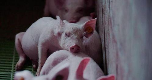 大猪吃瓜,揭秘动物界的趣味食趣