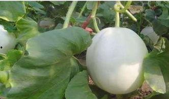 吃兰州白兰瓜喉咙不舒服,揭秘背后的原因与应对策略