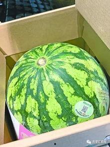 专吃瓜,揭秘娱乐圈那些不为人知的幕后故事