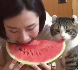 主人吃西瓜猫咪抢瓜吃,主人与猫咪共享西瓜美味瞬间