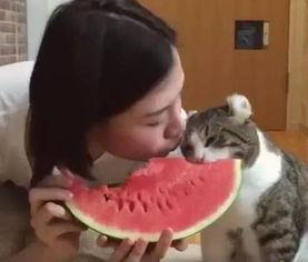 主人吃西瓜猫咪抢瓜吃,主人与猫咪共享西瓜美味瞬间