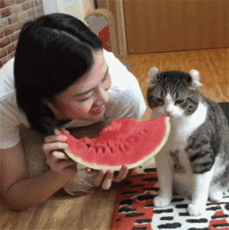 主人吃西瓜猫咪抢瓜吃,主人与猫咪共享西瓜美味瞬间