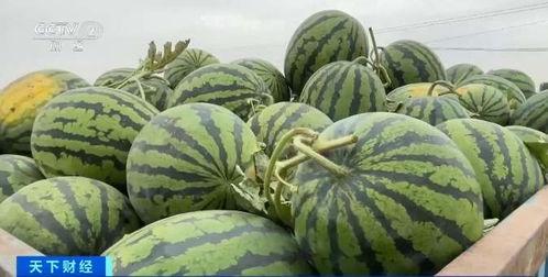 瓜吃瓜元打跳,揭秘网络热梗背后的趣味与争议