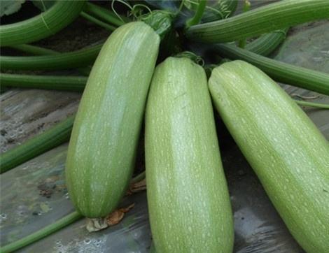 午餐吃瓜有什么好处