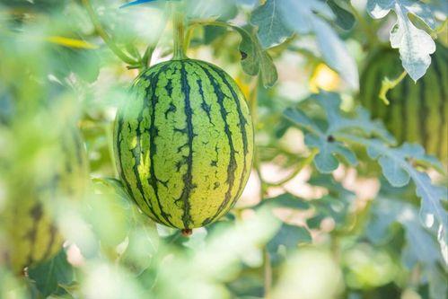 安徽最新吃瓜,揭秘网络热议背后的真相