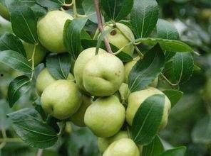 小枣吃瓜现场,揭秘娱乐圈幕后故事