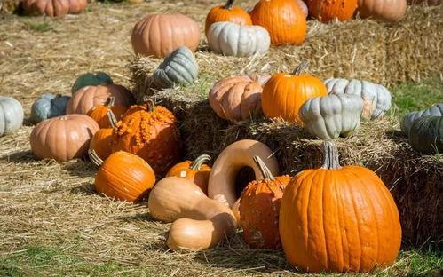 小枣吃瓜现场,揭秘娱乐圈幕后故事