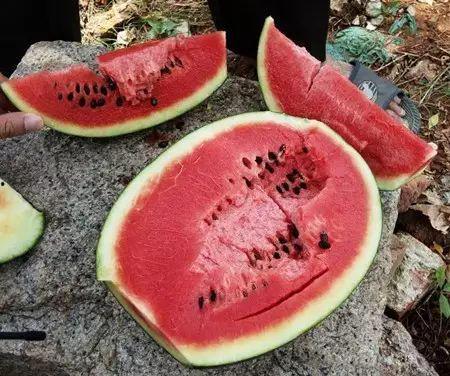 吃半个瓜 拉肚子,揭秘“吃瓜群众”的肠胃危机