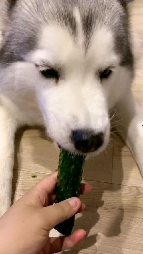 吃瓜搬瓜吐皮是什么,揭秘“搬瓜吐皮”现象背后的网络文化