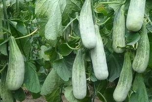 滕州时髦精吃瓜,揭秘当地潮流美食文化