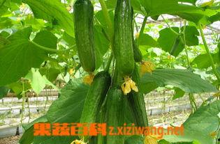 早上吃小乳瓜好吗,健康美味的选择