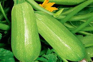 吃熟茭瓜视频,视频教你轻松烹饪家常佳肴