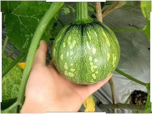 金天吃瓜,揭秘娱乐圈最新热点事件