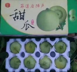 小小羊吃瓜,小小羊的甜蜜瓜果之旅