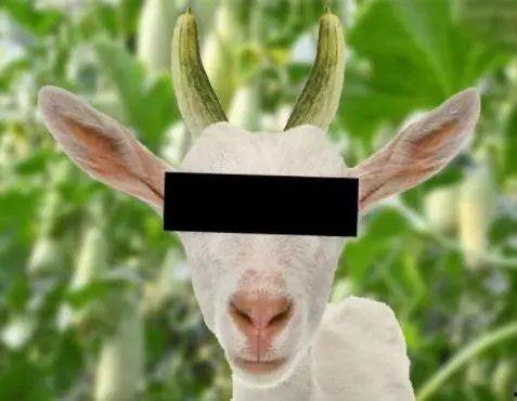 小小羊吃瓜,小小羊的甜蜜瓜果之旅