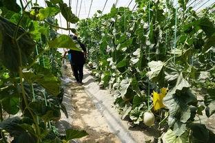 花店吃瓜的视频,揭秘花店日常趣事