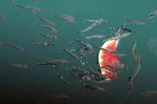 小鱼在吃瓜,品味夏日清凉